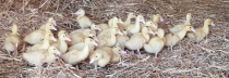 Influenza aviaire : la CFA et la FN Foie Gras saluent le déclenchement des indemnisations pour les pertes économiques subies par les éleveurs et appellent au strict respect des règles de biosécurité et de mise à l’abri  