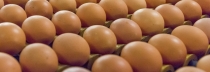 Les producteurs d’œufs suspendent le blocage des livraisons en réponse à l’engagement de la distribution d’une participation durable au financement de l’ovosexage