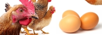 Coûts de production : les producteurs d’œufs très inquiets pour leur avenir !