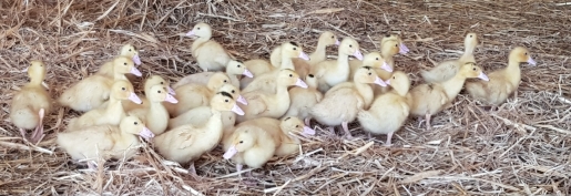 Influenza aviaire : la CFA et la FN Foie Gras saluent le déclenchement des indemnisations pour les pertes économiques subies par les éleveurs et appellent au strict respect des règles de biosécurité et de mise à l’abri Influenza aviaire : la CFA et la FN Foie Gras saluent le déclenchement des indemnisations pour les pertes économiques subies par les éleveurs et appellent au strict respect des règles de biosécurité et de mise à l’abri