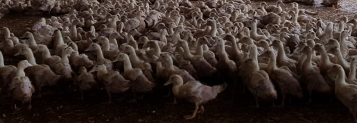 Influenza aviaire : la CFA apporte tout son soutien aux éleveurs touchés et demande à l’Etat d’agir vite pour indemniser les pertes économiques