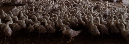 Influenza aviaire : la CFA apporte tout son soutien aux éleveurs touchés et demande à l’Etat d’agir vite pour indemniser les pertes économiques Influenza aviaire : la CFA apporte tout son soutien aux éleveurs touchés et demande à l’Etat d’agir vite pour indemniser les pertes économiques