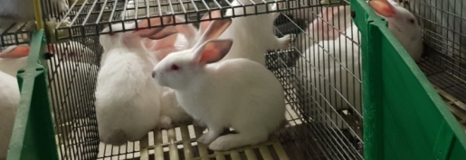 Hausse du coût des matières premières : Les éleveurs de lapins craignent une remise en cause de leurs contrats Hausse du coût des matières premières : Les éleveurs de lapins craignent une remise en cause de leurs contrats
