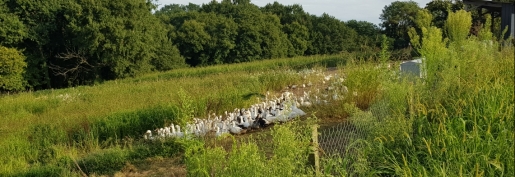 Influenza aviaire : Pour sauver l’élevage de palmipèdes gras dans le Sud-Ouest, la CFA, la FN Foie Gras, la FNSEA et JA demandent à l’Etat de faire évoluer les règles en matière de protection des animaux Influenza aviaire : Pour sauver l’élevage de palmipèdes gras dans le Sud-Ouest, la CFA, la FN Foie Gras, la FNSEA et JA demandent à l’Etat de faire évoluer les règles en matière de protection des animaux