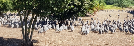 Conséquences du Covid-19 : la CFA salue le déblocage d’une aide de 3 millions d’euros pour les éleveurs de canards, pintades, cailles et pigeons Conséquences du Covid-19 : la CFA salue le déblocage d’une aide de 3 millions d’euros pour les éleveurs de canards, pintades, cailles et pigeons