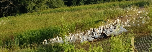 Les éleveurs de palmipèdes gras très inquiets face à l’augmentation de leurs coûts de production Les éleveurs de palmipèdes gras très inquiets face à l’augmentation de leurs coûts de production