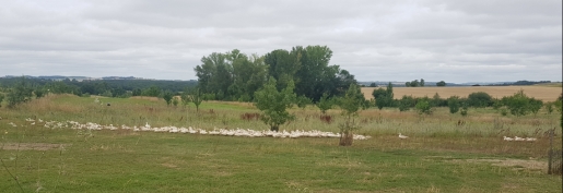 Influenza aviaire : la CFA et la FN Foie Gras attendent des annonces qui sécuriseront l’avenir de l’élevage et des éleveurs Influenza aviaire : la CFA et la FN Foie Gras attendent des annonces qui sécuriseront l’avenir de l’élevage et des éleveurs