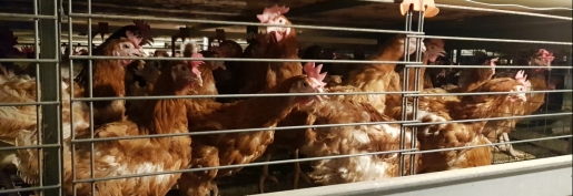 Réponse de la Commission Européenne à l’initiative citoyenne pour la fin des cages : Déconnexion avec la réalité ou virage protectionniste historique ? Réponse de la Commission Européenne à l’initiative citoyenne pour la fin des cages : Déconnexion avec la réalité ou virage protectionniste historique ?