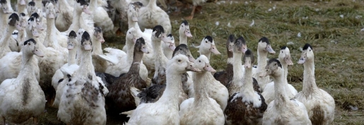 Influenza aviaire : Les éleveurs toujours dans l’attente de concret !