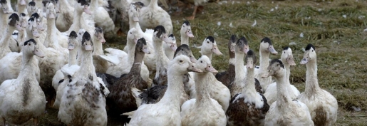 Influenza aviaire : Les éleveurs toujours dans l’attente de concret ! Influenza aviaire : Les éleveurs toujours dans l’attente de concret !