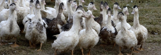 Les indices Itavi de décembre 2025 sont parus