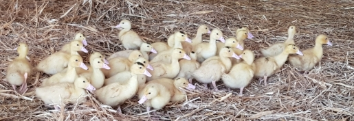 Influenza aviaire : La FNSEA, JA, la CFA, la FN Foie Gras et le SNPGC saluent les mesures annoncées par le ministre, mais des zones de flou subsistent Influenza aviaire : La FNSEA, JA, la CFA, la FN Foie Gras et le SNPGC saluent les mesures annoncées par le ministre, mais des zones de flou subsistent