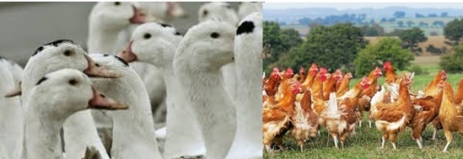 Influenza aviaire : indemnisations et vaccination L’urgence de la prise en charge par l’Etat !