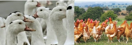 Influenza aviaire : Les éleveurs toujours dans l’attente des indemnisations !