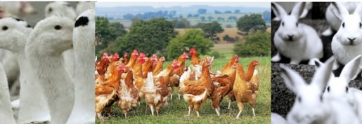Les producteurs d’œufs en colère : ils défendent l'Œuf de France ! Les producteurs d’œufs en colère : ils défendent l'Œuf de France !