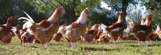 Influenza aviaire : La CFA salue une partie des mesures annoncées par le Ministre, mais des manquements subsistent en matière d'indemnisation. Influenza aviaire : La CFA salue une partie des mesures annoncées par le Ministre, mais des manquements subsistent en matière d'indemnisation.