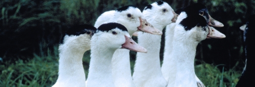 Influenza aviaire : les éleveurs en attente d’indemnisations et de perspectives d’avenir ! Influenza aviaire : les éleveurs en attente d’indemnisations et de perspectives d’avenir !