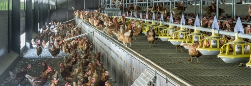 Les producteurs d’œufs disent stop aux importations !