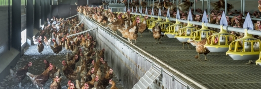 L’arrêt de l’élimination des poussins mâles en danger ! L’arrêt de l’élimination des poussins mâles en danger !