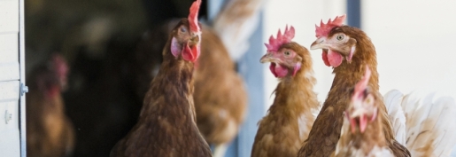 Les indices Itavi de mai 2025 sont parus Les indices Itavi de mai 2025 sont parus