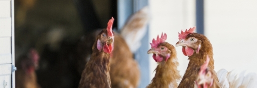 Les indices Itavi d'octobre 2025 sont parus