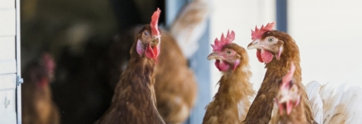 Les indices Itavi de mars 2026 sont parus