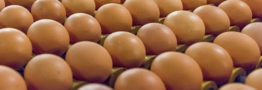 Les producteurs d’œufs suspendent le blocage des livraisons en réponse à l’engagement de la distribution d’une participation durable au financement de l’ovosexage Les producteurs d’œufs suspendent le blocage des livraisons en réponse à l’engagement de la distribution d’une participation durable au financement de l’ovosexage