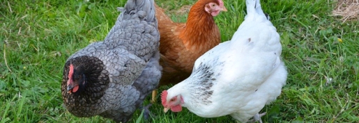 Les éleveurs des filières avicoles et cunicole sont asphyxiés… Des hausses immédiates sont indispensables ! Les éleveurs des filières avicoles et cunicole sont asphyxiés… Des hausses immédiates sont indispensables !
