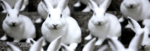 Les indices Itavi de janvier 2026 sont parus