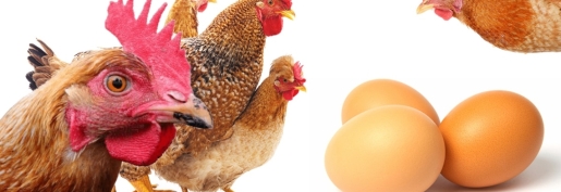 Les producteurs d'œufs au bord du gouffre. Une revalorisation urgente des prix est indispensable !