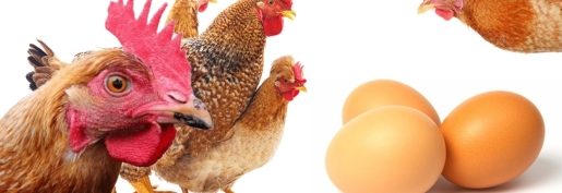 Les producteurs d'œufs au bord du gouffre. Une revalorisation urgente des prix est indispensable ! Les producteurs d'œufs au bord du gouffre. Une revalorisation urgente des prix est indispensable !