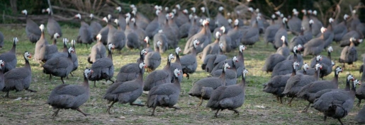 Les indices Itavi de novembre 2025 sont parus