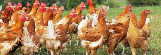 La grande distribution méprise les éleveurs de volailles La grande distribution méprise les éleveurs de volailles