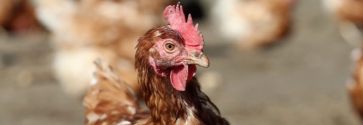 Influenza aviaire : La CFA apporte tout son soutien aux éleveurs touchés !