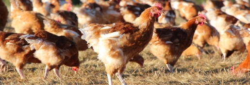 Influenza aviaire : Les éleveurs dans l’attente de la reconduction des dispositifs d’indemnisation 2022/2023 à l’identique Influenza aviaire : Les éleveurs dans l’attente de la reconduction des dispositifs d’indemnisation 2022/2023 à l’identique