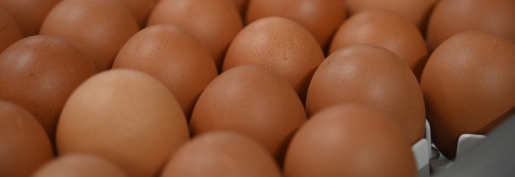 Œufs contaminés commercialisés par Lidl : la Confédération Française de l'Aviculture appelle à privilégier les Œufs de France !