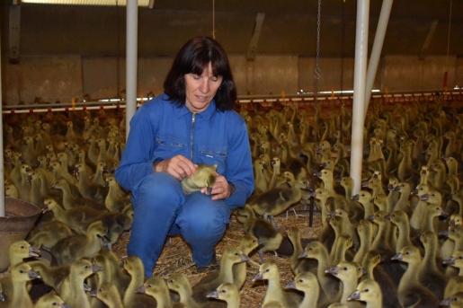 La filière de palmipèdes gras compte 4000 producteurs La filière de palmipèdes gras compte 4000 producteurs