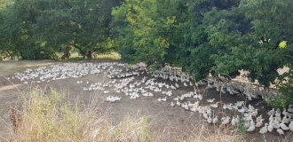 canards sur parcours