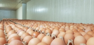 oeufs oeufs