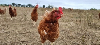 poules plein air poules plein air