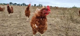 poules plein air