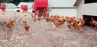 poulets des Landes Liberté poulets des Landes Liberté