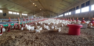 poussins poussins