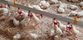 poussins pipettes poussins pipettes